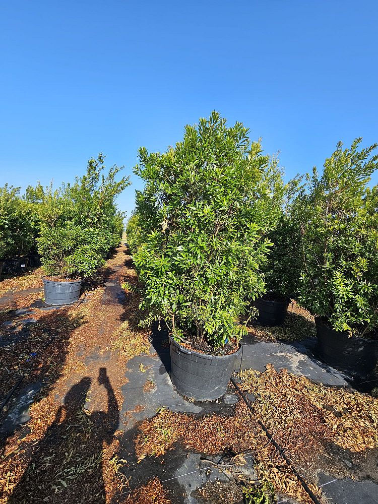 myrica-cerifera-southern-wax-myrtle-southern-bayberry-morella-cerifera