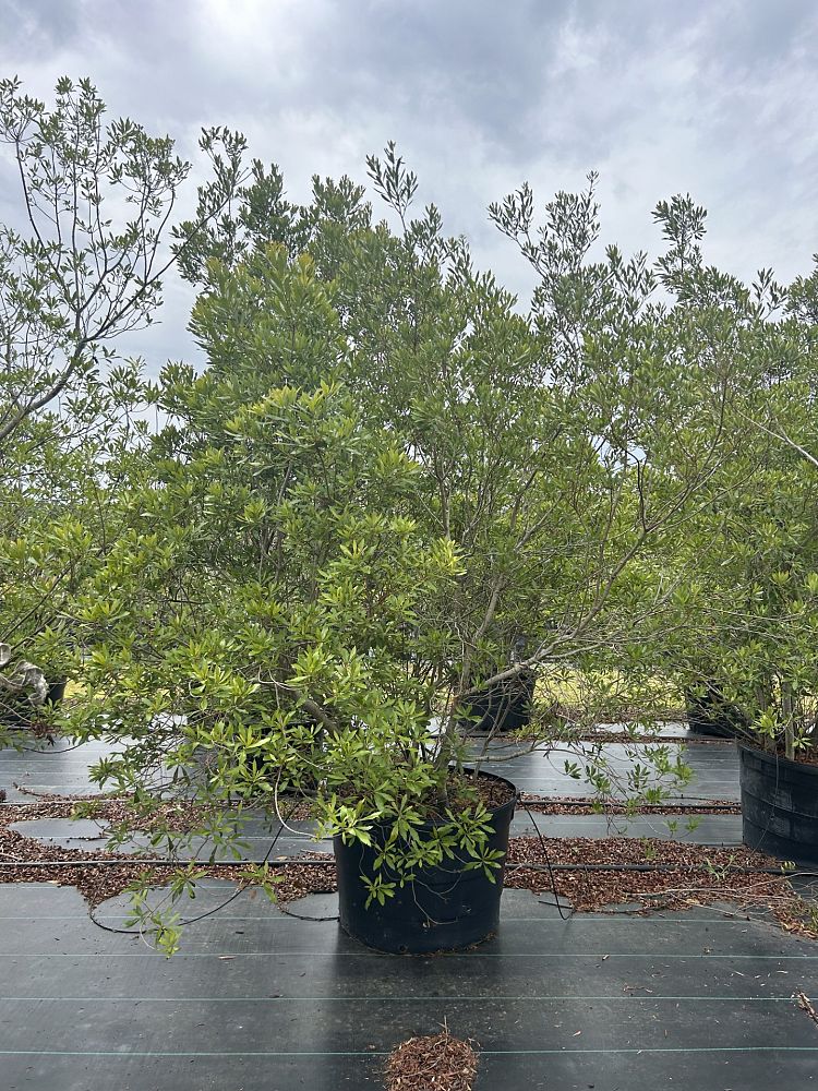 myrica-cerifera-southern-wax-myrtle-southern-bayberry-morella-cerifera