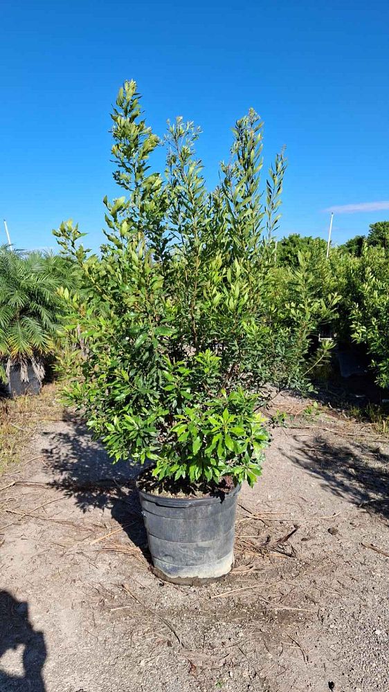 myrica-cerifera-southern-wax-myrtle-southern-bayberry-morella-cerifera