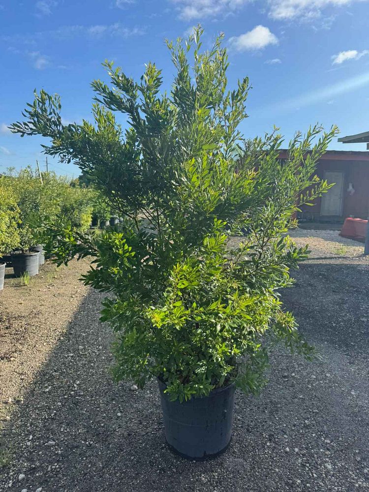 myrica-cerifera-southern-wax-myrtle-southern-bayberry-morella-cerifera