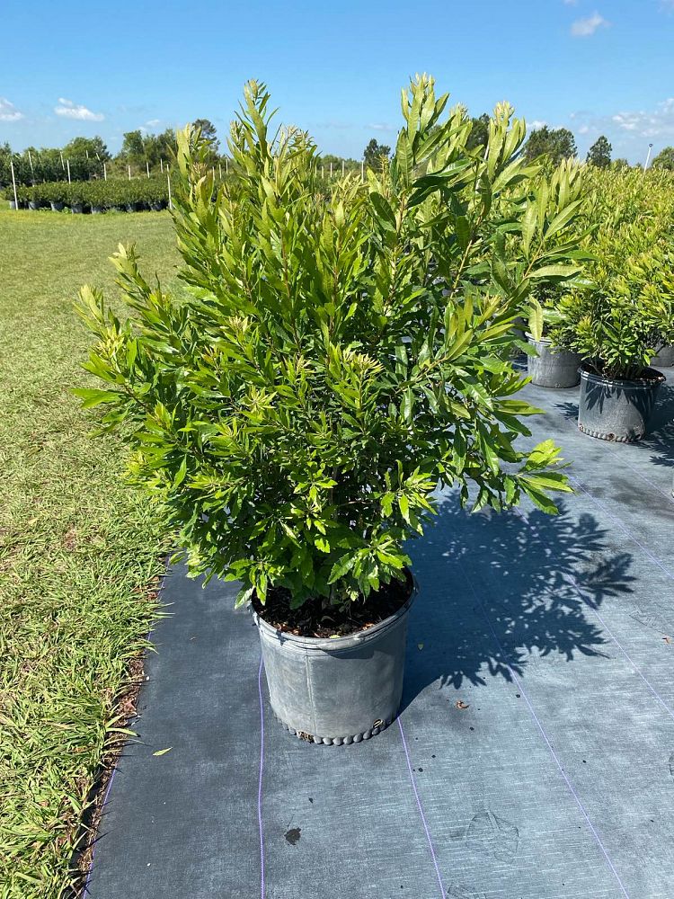 myrica-cerifera-southern-wax-myrtle-southern-bayberry-morella-cerifera