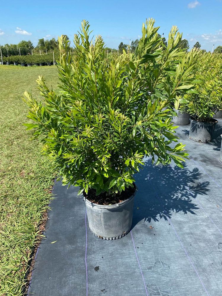 myrica-cerifera-southern-wax-myrtle-southern-bayberry-morella-cerifera