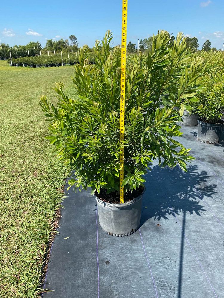 myrica-cerifera-southern-wax-myrtle-southern-bayberry-morella-cerifera
