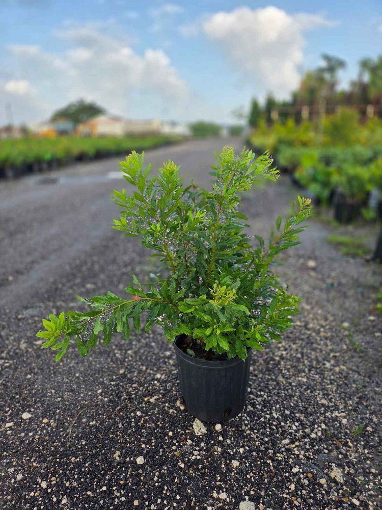 myrica-cerifera-southern-wax-myrtle-southern-bayberry-morella-cerifera