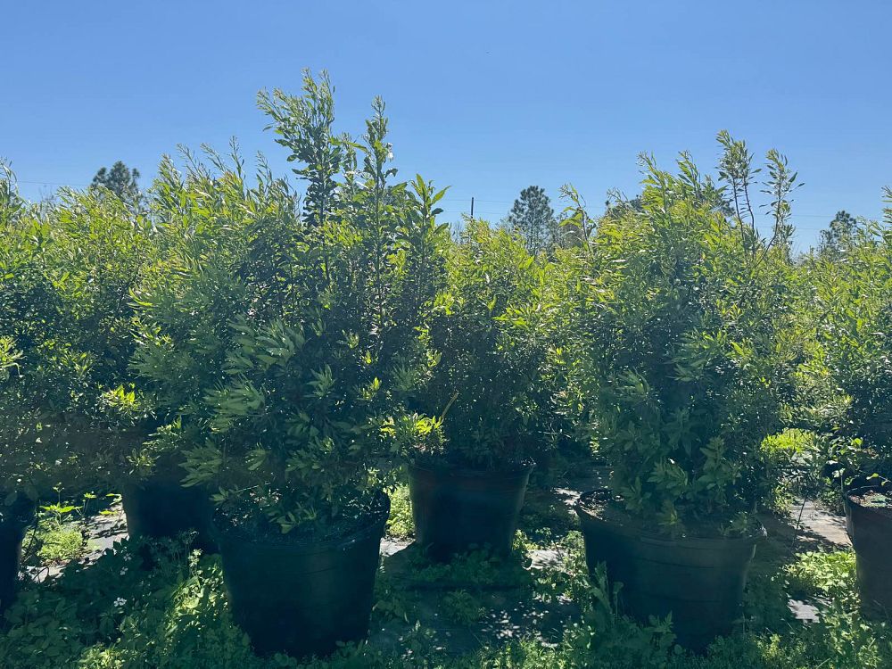 myrica-cerifera-southern-wax-myrtle-southern-bayberry-morella-cerifera