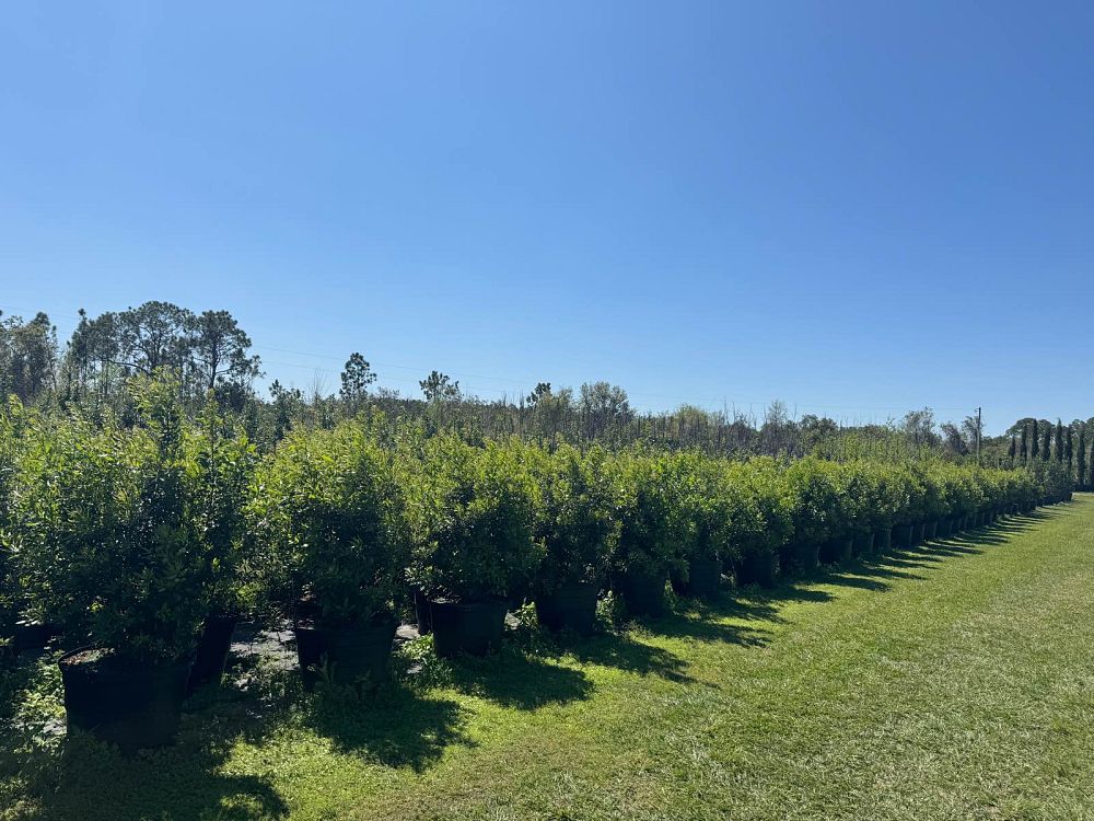 myrica-cerifera-southern-wax-myrtle-southern-bayberry-morella-cerifera