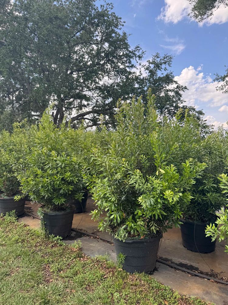 myrica-cerifera-southern-wax-myrtle-southern-bayberry-morella-cerifera