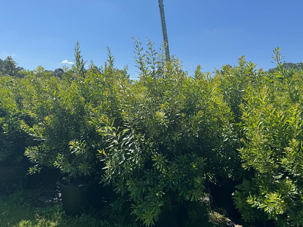 myrica-cerifera-southern-wax-myrtle-southern-bayberry-morella-cerifera