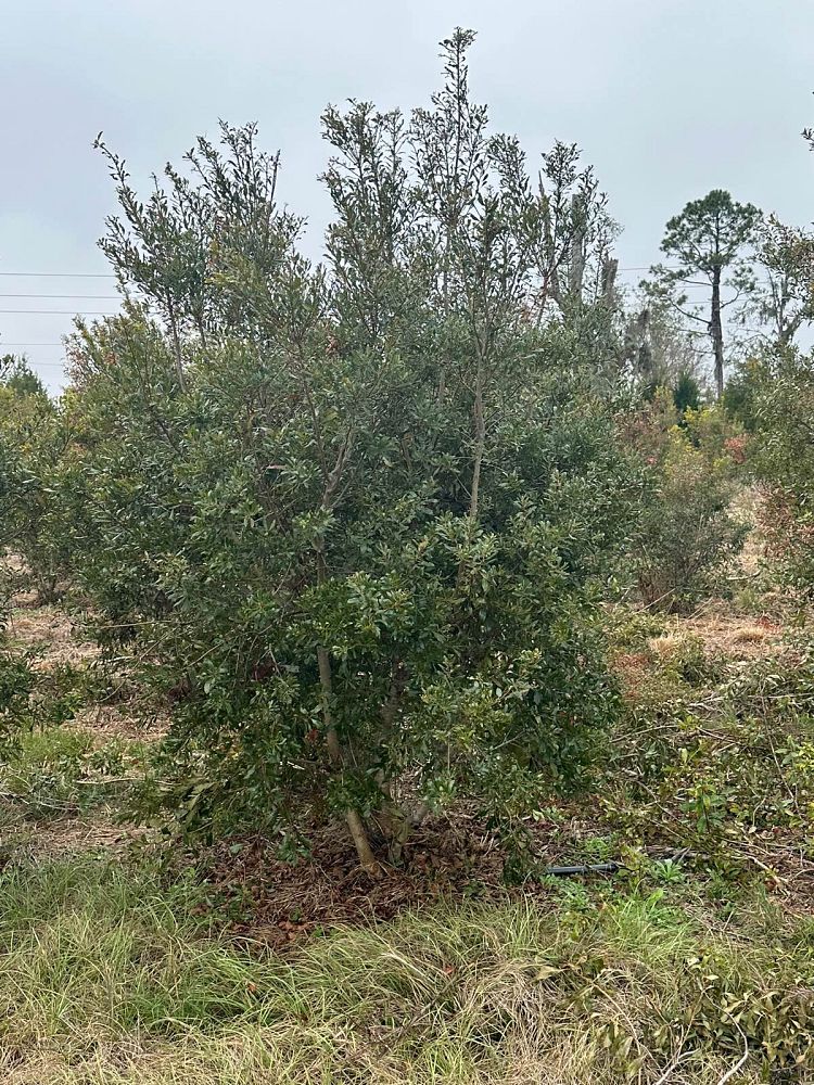 myrica-cerifera-southern-wax-myrtle-southern-bayberry-morella-cerifera