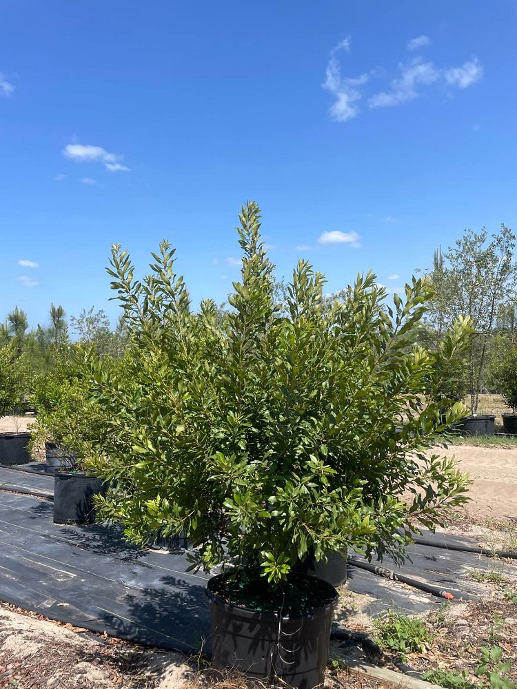 myrica-cerifera-southern-wax-myrtle-southern-bayberry-morella-cerifera
