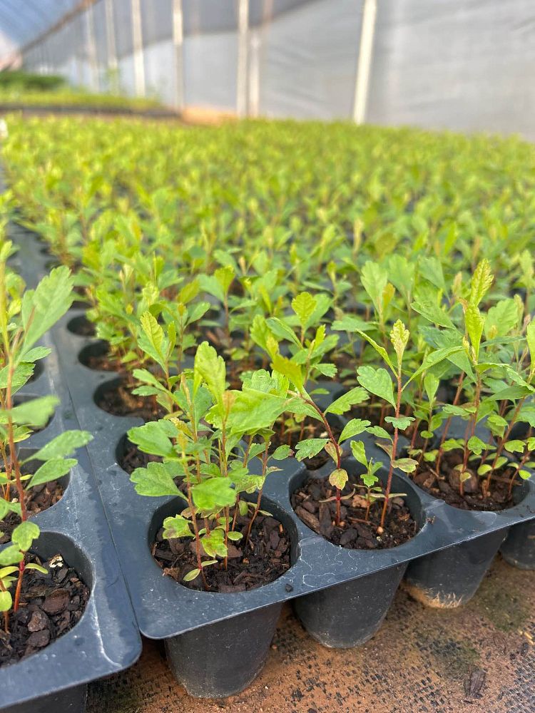myrica-cerifera-southern-wax-myrtle-southern-bayberry-morella-cerifera