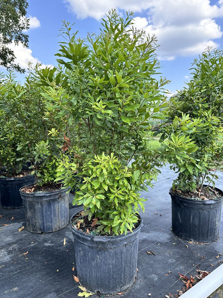 myrica-cerifera-southern-wax-myrtle-southern-bayberry-morella-cerifera