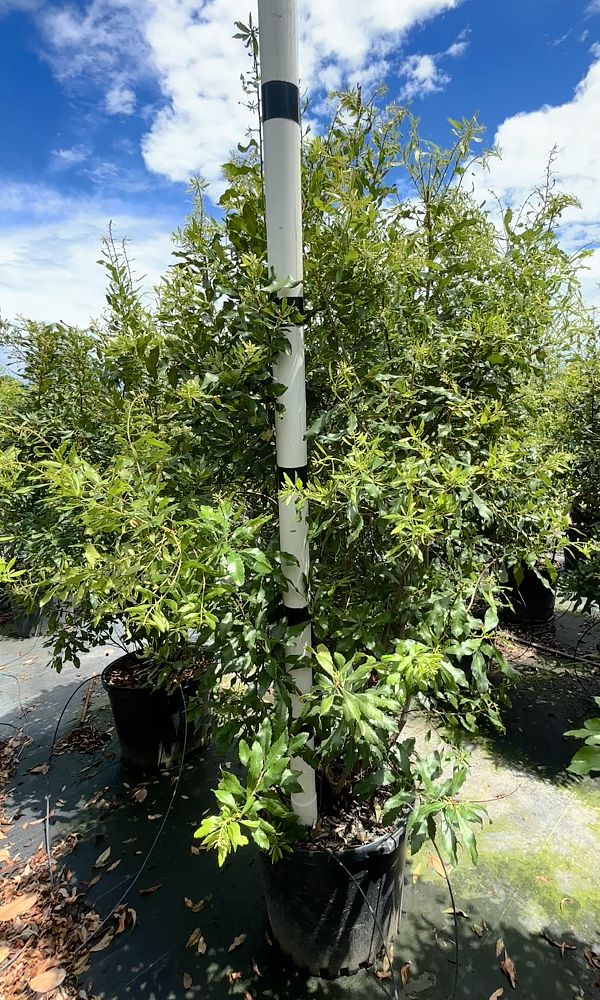 myrica-cerifera-southern-wax-myrtle-southern-bayberry-morella-cerifera