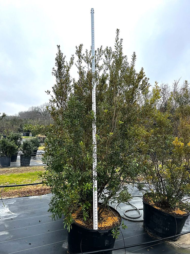 myrica-cerifera-southern-wax-myrtle-southern-bayberry-morella-cerifera