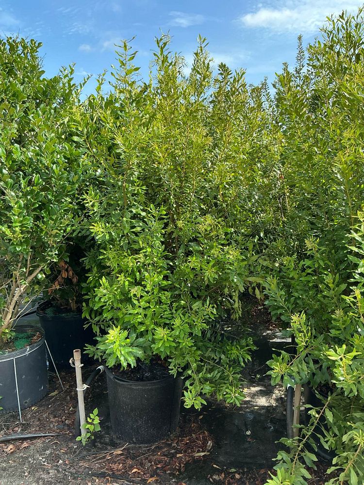 myrica-cerifera-southern-wax-myrtle-southern-bayberry-morella-cerifera