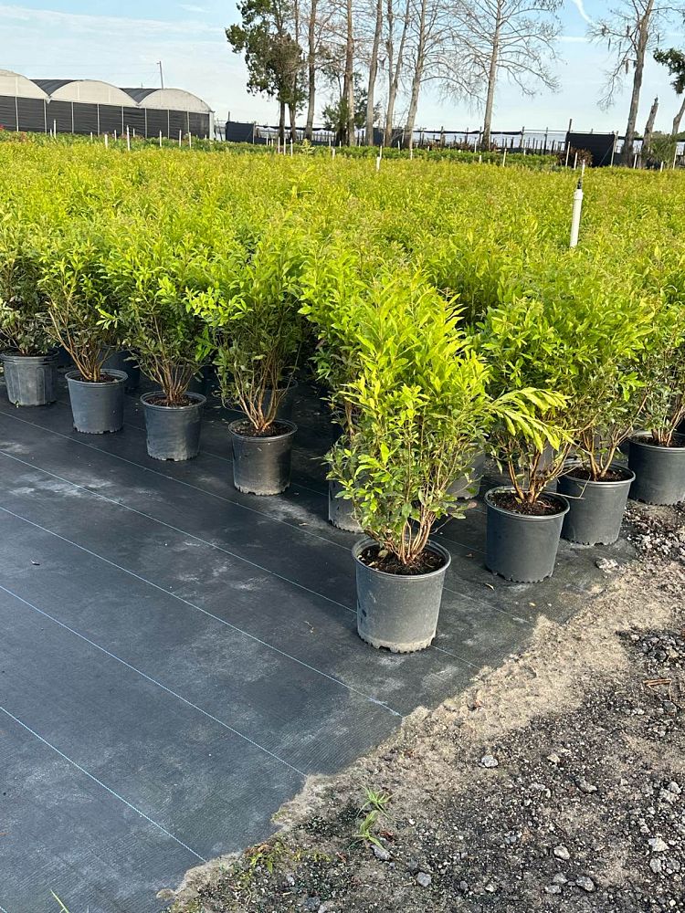 myrica-cerifera-southern-wax-myrtle-southern-bayberry-morella-cerifera