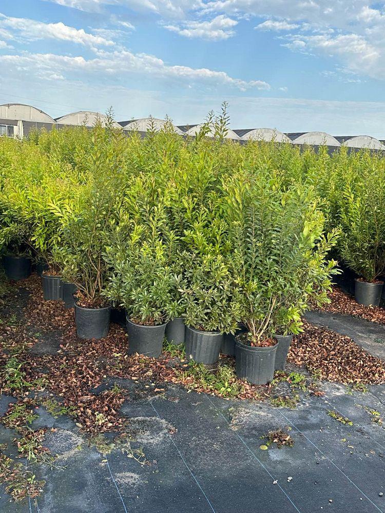myrica-cerifera-southern-wax-myrtle-southern-bayberry-morella-cerifera