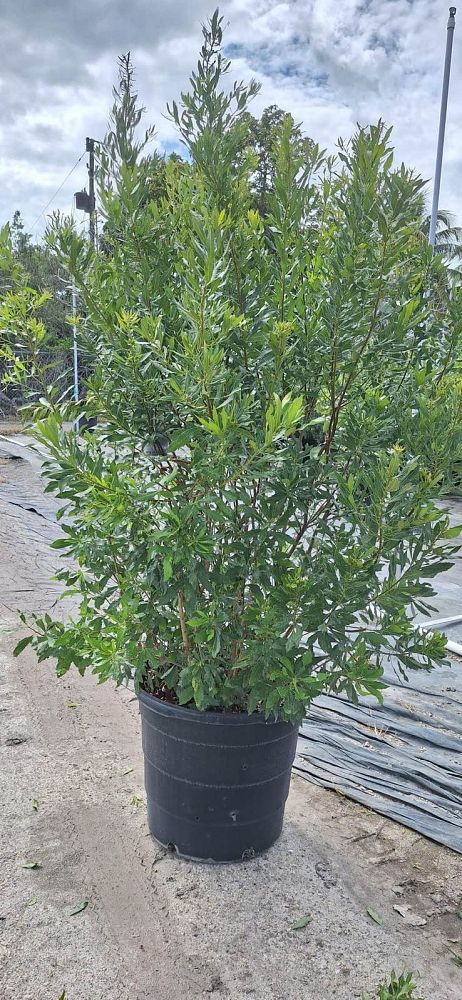 myrica-cerifera-southern-wax-myrtle-southern-bayberry-morella-cerifera