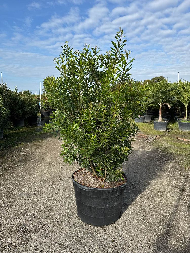 myrica-cerifera-southern-wax-myrtle-southern-bayberry-morella-cerifera