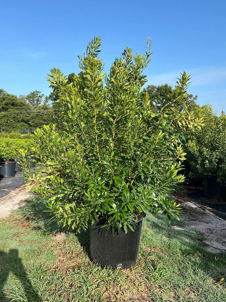 myrica-cerifera-southern-wax-myrtle-southern-bayberry-morella-cerifera