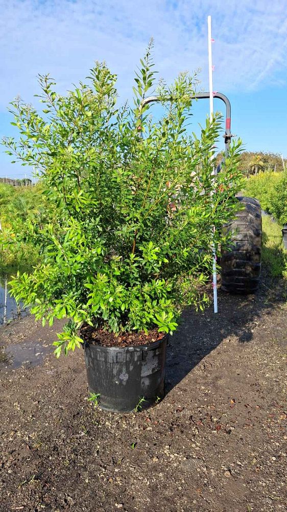 myrica-cerifera-southern-wax-myrtle-southern-bayberry-morella-cerifera