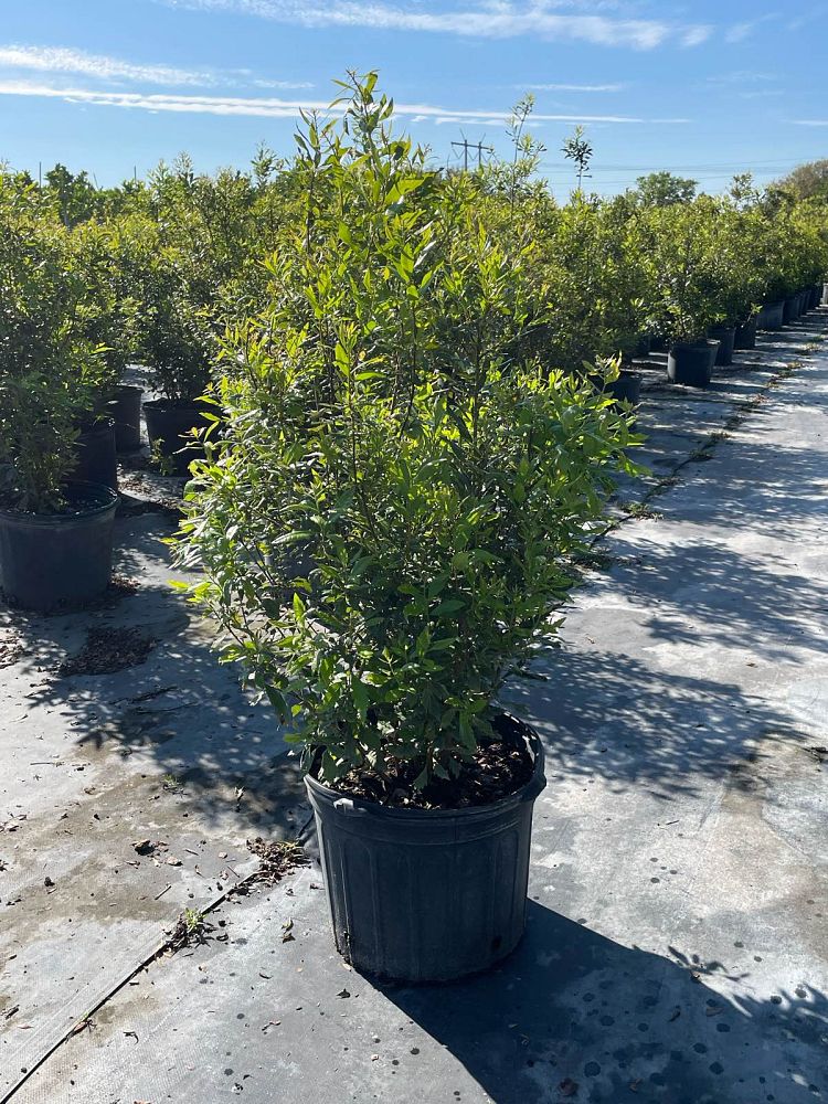 myrica-cerifera-southern-wax-myrtle-southern-bayberry-morella-cerifera