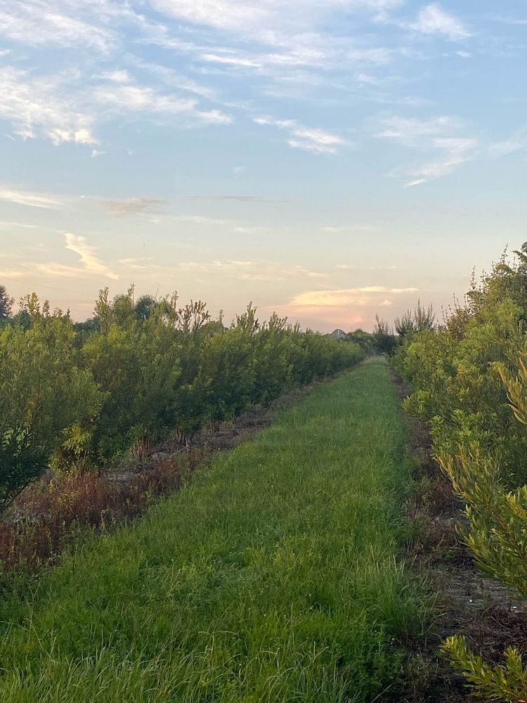 myrica-cerifera-southern-wax-myrtle-southern-bayberry-morella-cerifera