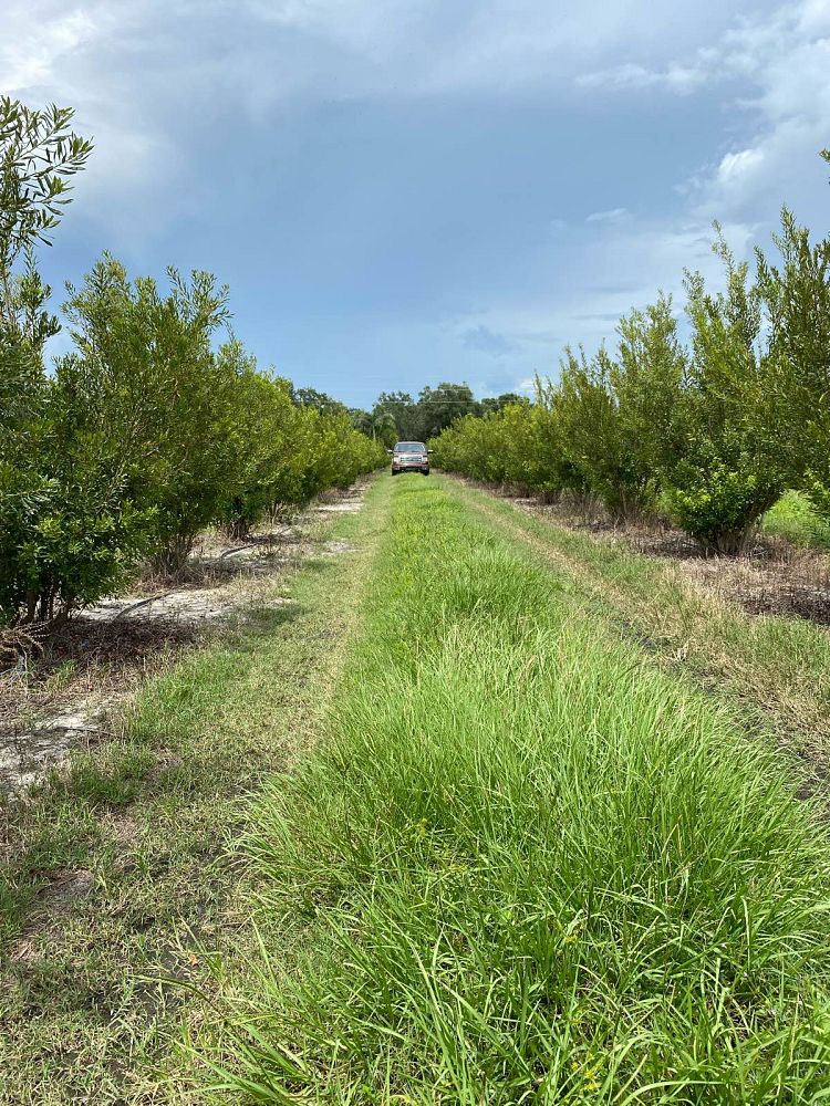 myrica-cerifera-southern-wax-myrtle-southern-bayberry-morella-cerifera