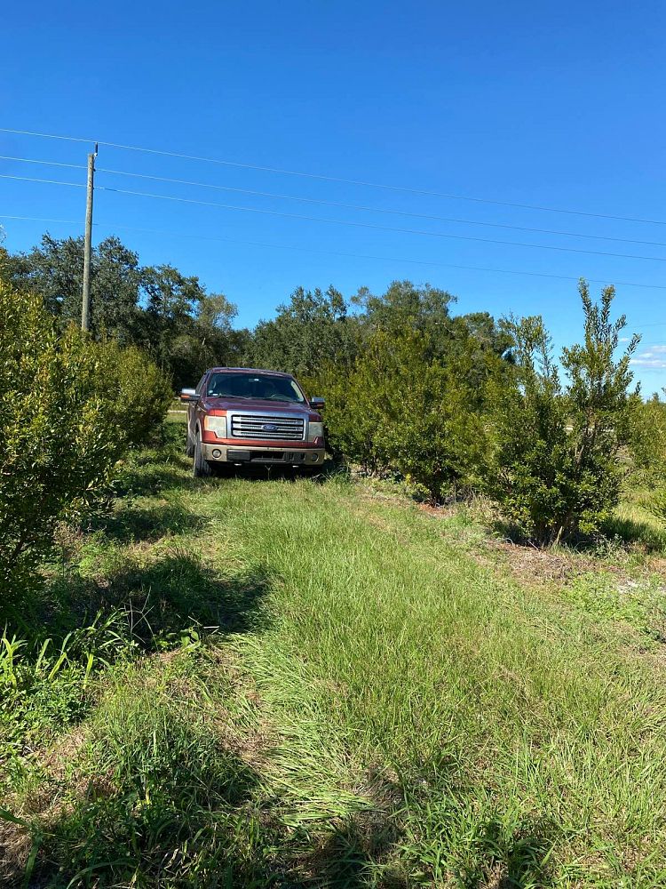 myrica-cerifera-southern-wax-myrtle-southern-bayberry-morella-cerifera