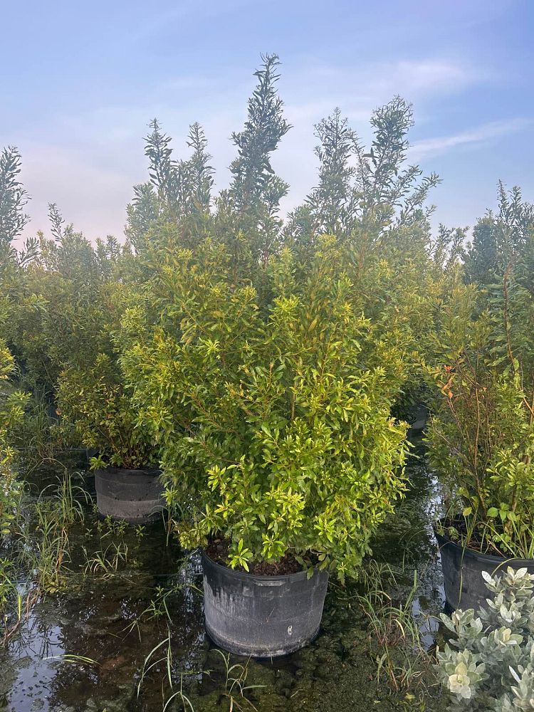 myrica-cerifera-southern-wax-myrtle-southern-bayberry-morella-cerifera