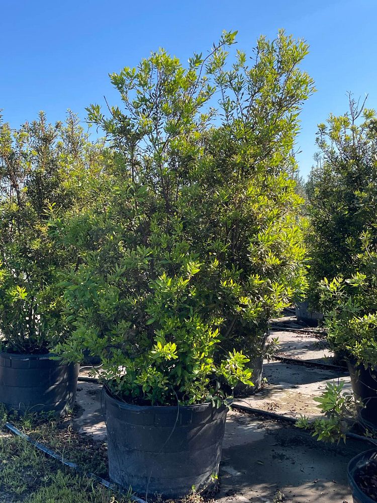 myrica-cerifera-southern-wax-myrtle-southern-bayberry-morella-cerifera