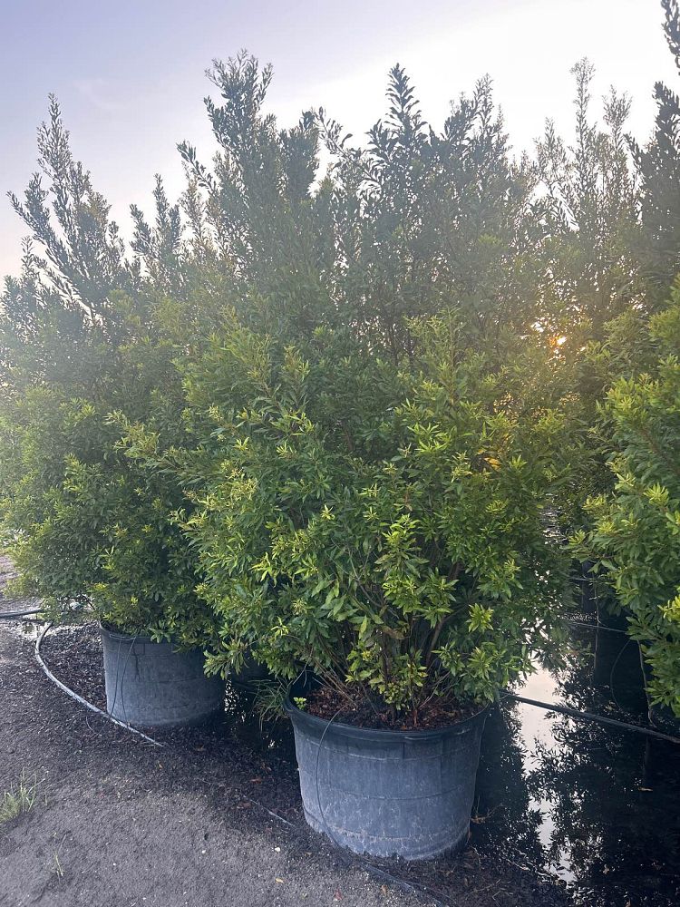 myrica-cerifera-southern-wax-myrtle-southern-bayberry-morella-cerifera