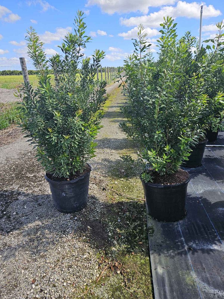 myrica-cerifera-southern-wax-myrtle-southern-bayberry-morella-cerifera