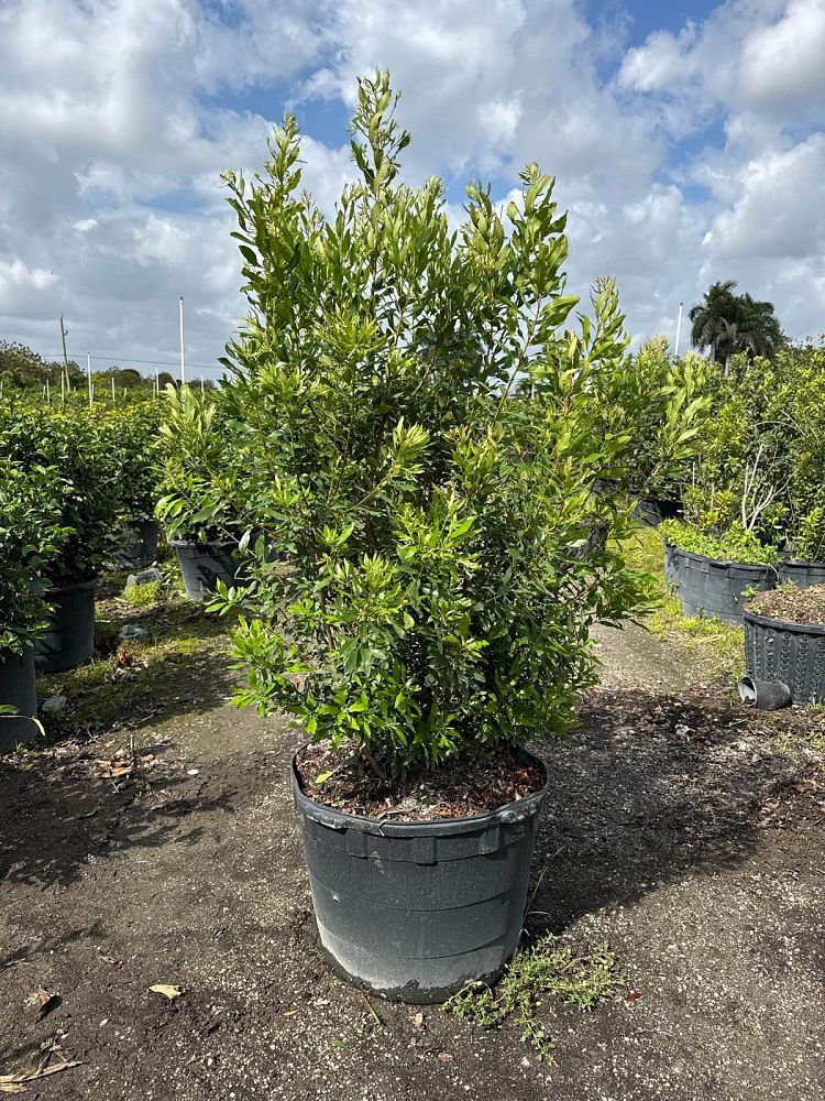 myrica-cerifera-southern-wax-myrtle-southern-bayberry-morella-cerifera