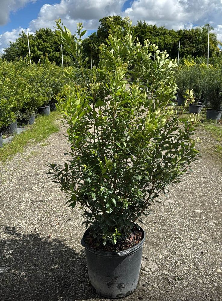 myrica-cerifera-southern-wax-myrtle-southern-bayberry-morella-cerifera