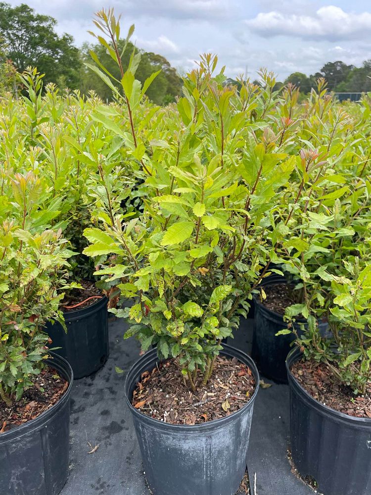 myrica-cerifera-southern-wax-myrtle-southern-bayberry-morella-cerifera