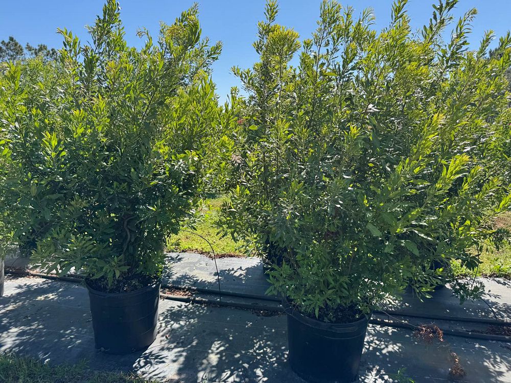 myrica-cerifera-southern-wax-myrtle-southern-bayberry-morella-cerifera