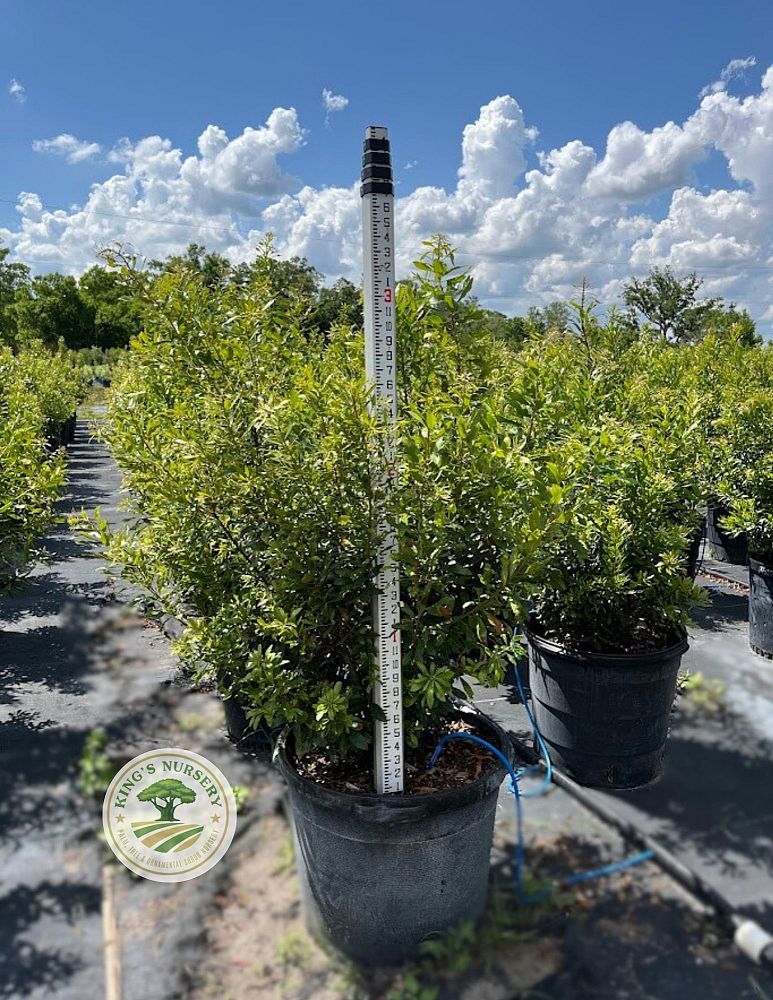 myrica-cerifera-southern-wax-myrtle-southern-bayberry-morella-cerifera