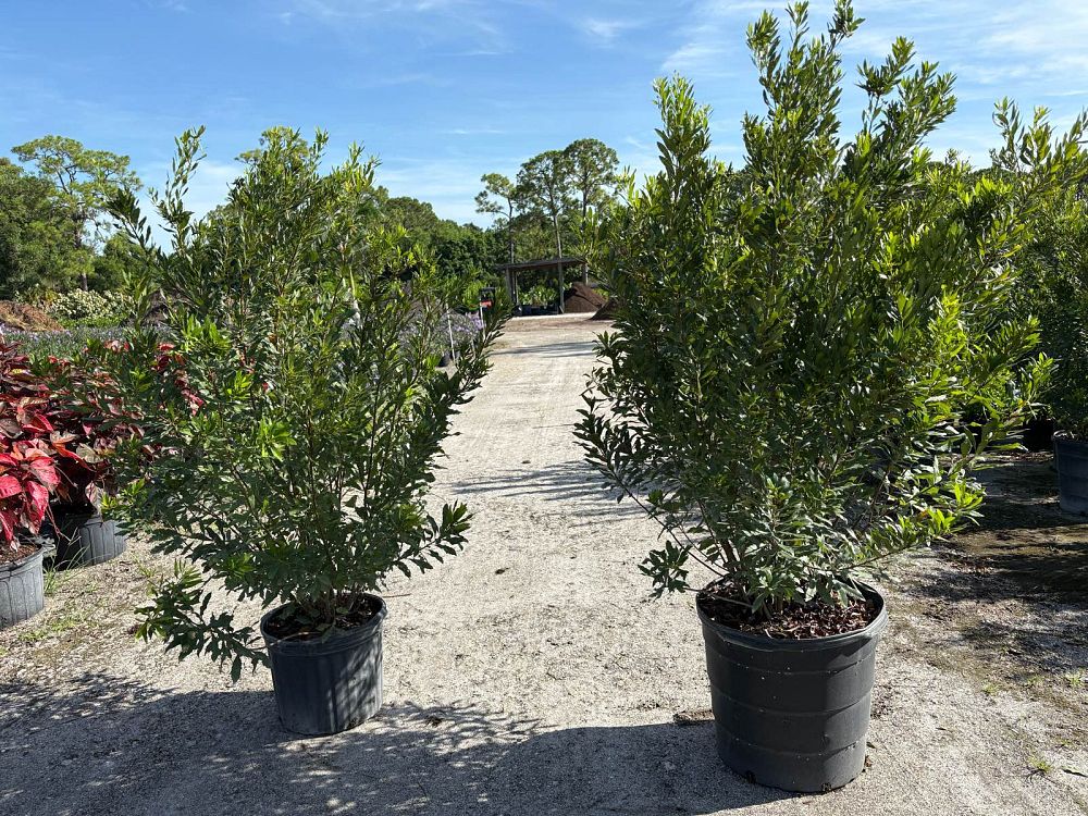 myrica-cerifera-southern-wax-myrtle-southern-bayberry-morella-cerifera