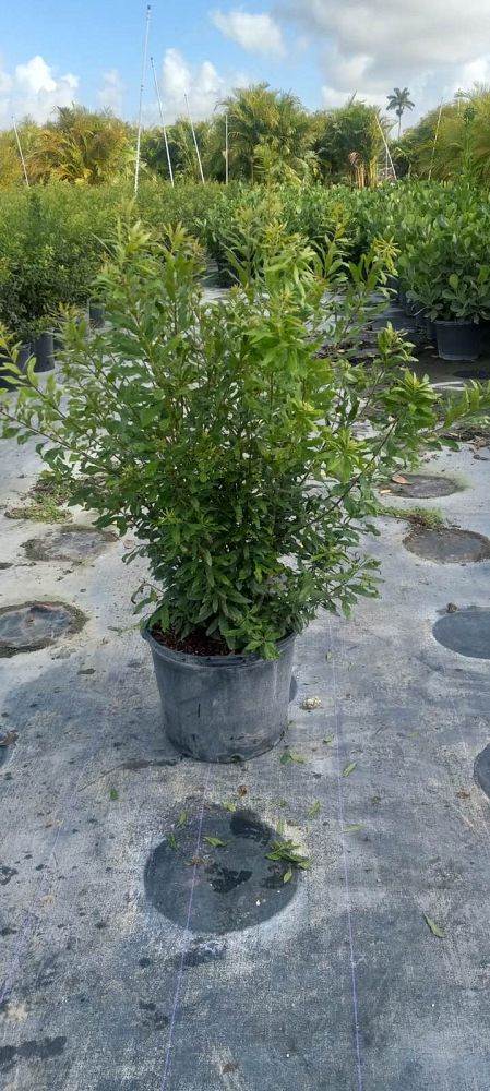 myrica-cerifera-southern-wax-myrtle-southern-bayberry-morella-cerifera