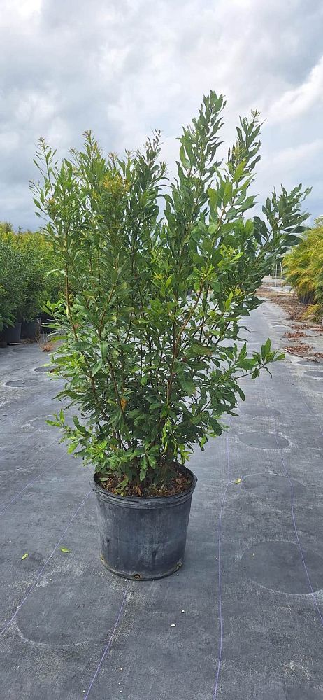 myrica-cerifera-southern-wax-myrtle-southern-bayberry-morella-cerifera