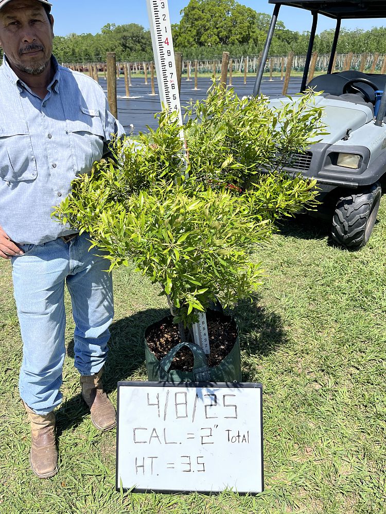 myrica-cerifera-southern-wax-myrtle-southern-bayberry-morella-cerifera