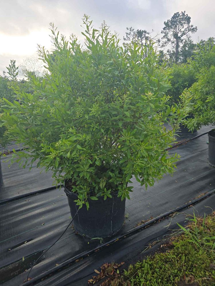 myrica-cerifera-southern-wax-myrtle-southern-bayberry-morella-cerifera