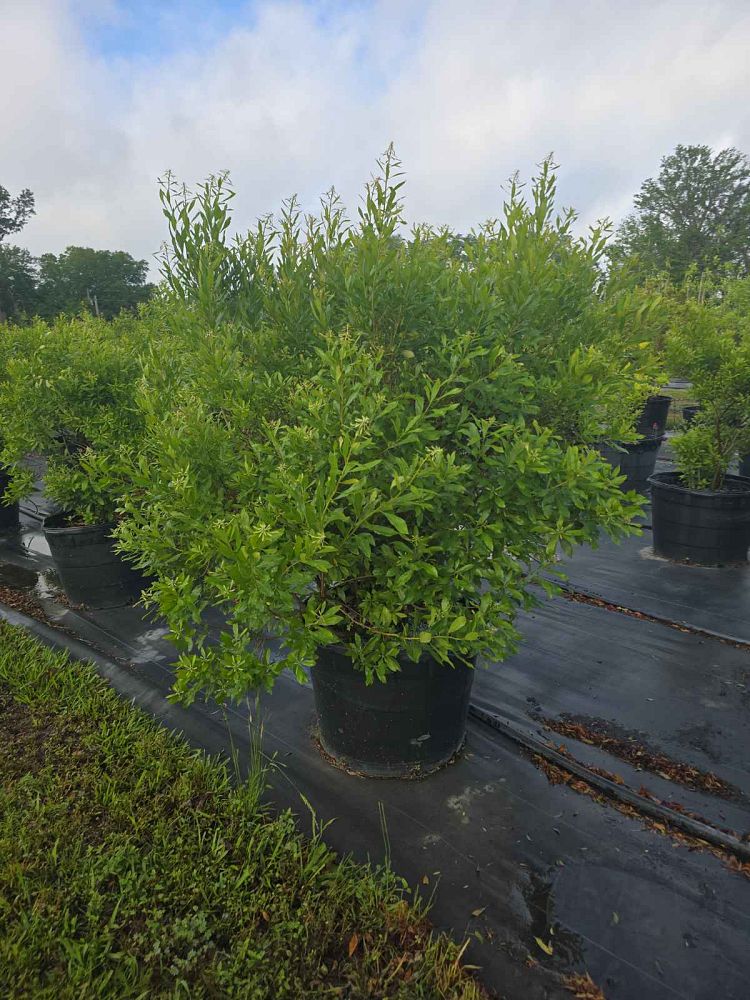 myrica-cerifera-southern-wax-myrtle-southern-bayberry-morella-cerifera