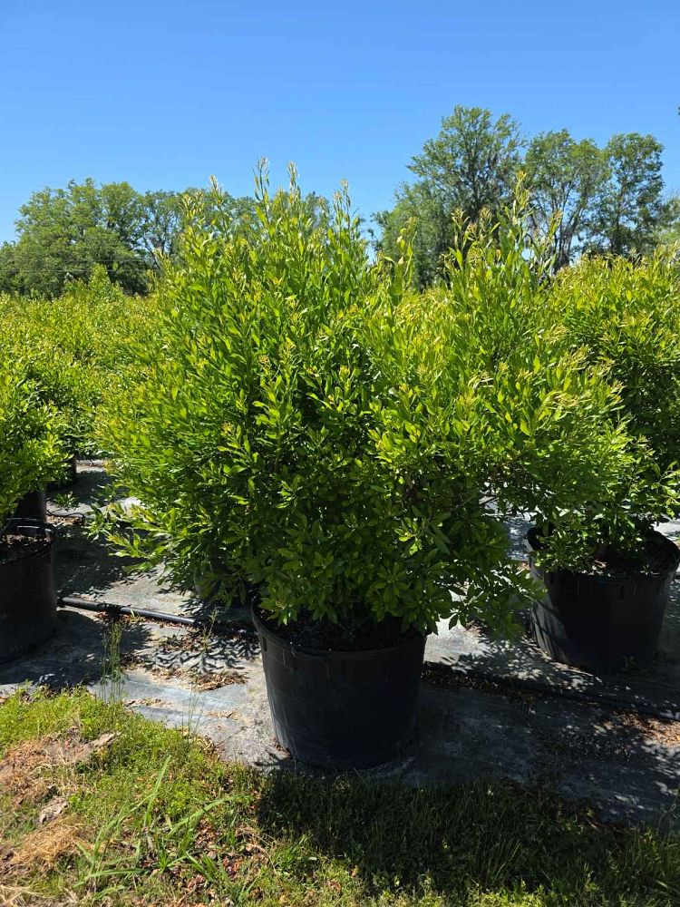 myrica-cerifera-southern-wax-myrtle-southern-bayberry-morella-cerifera