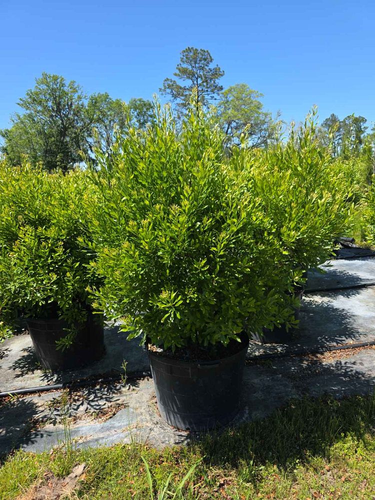 myrica-cerifera-southern-wax-myrtle-southern-bayberry-morella-cerifera
