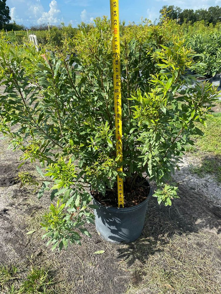 myrica-cerifera-southern-wax-myrtle-southern-bayberry-morella-cerifera