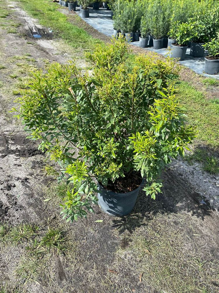 myrica-cerifera-southern-wax-myrtle-southern-bayberry-morella-cerifera