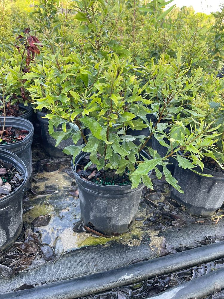 myrica-cerifera-southern-wax-myrtle-southern-bayberry-morella-cerifera
