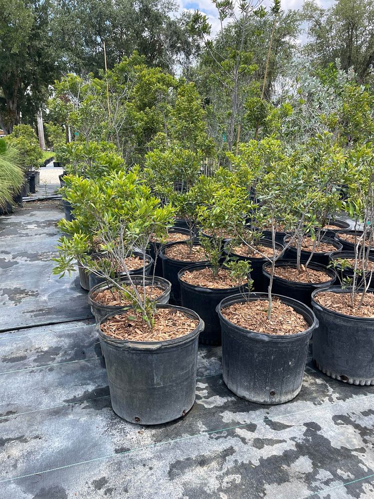 myrica-cerifera-southern-wax-myrtle-southern-bayberry-morella-cerifera